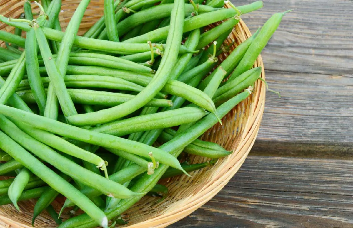 bowl of fresh green beans